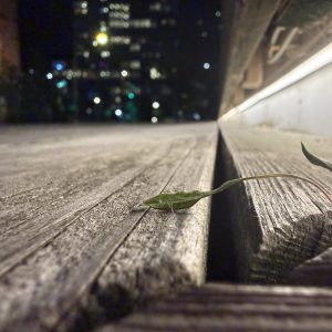 Photo #66